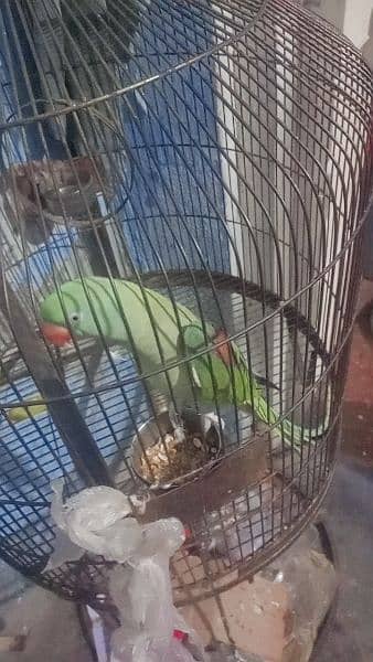 Raw parrot female 0