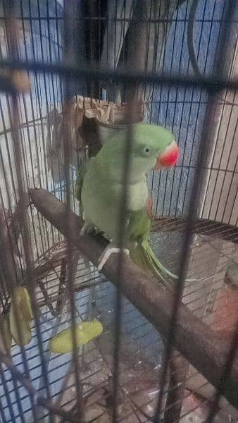Raw parrot female 4