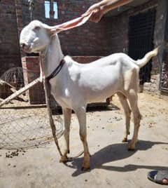 Rajanpuri pure pink Goat healthy & active