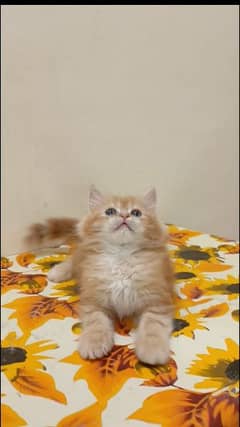 Persian kittens available for sale ( triple coated)