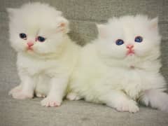 persian pair kittens