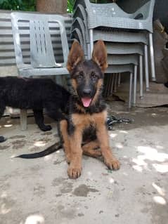 gsd stock coat nonped female available for sale