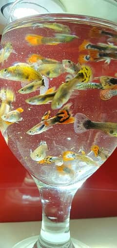 Guppy Fishes For Sale In Wholesale Price Healthy (LIMITED)