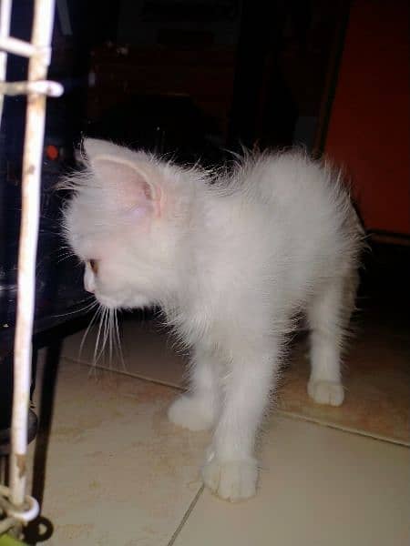 urgent Sale 0317-3556477 Persian 2