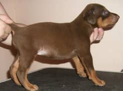 Doberman puppies highly quality best puppies heavy bone structure