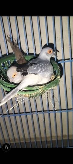 Dove breeder pairs and exhibition breeder pair for sale 0