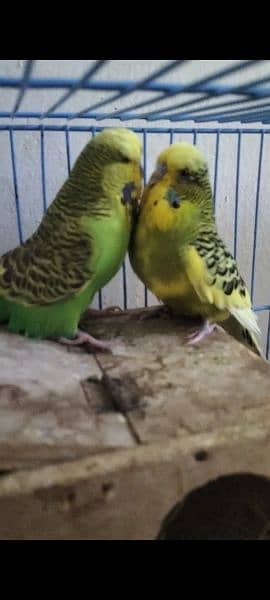 Dove breeder pairs and exhibition breeder pair for sale 3