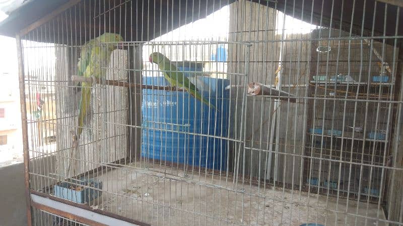 green ringneck for sale 2