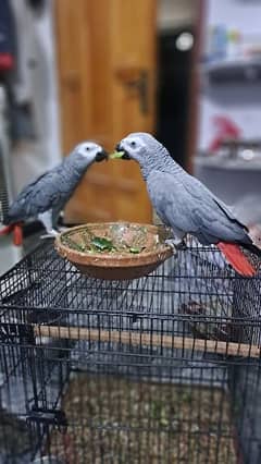 African Grey with DNA First Breed