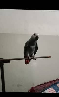 gray parrot ha male female ka nahe pata DNA kerwana ho ga