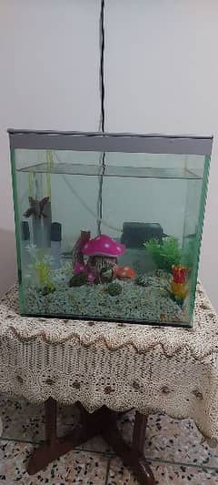 aquarium with all item inside without fish