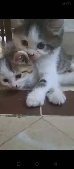 2 Persion kitten pair very active and healthy