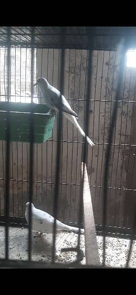 Red pied 2 adult wash females 15k each 6