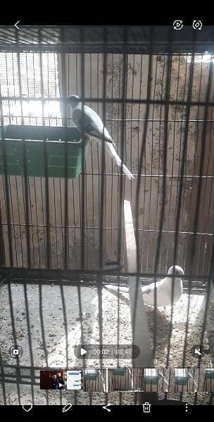 Red pied 2 adult wash females 15k each 7