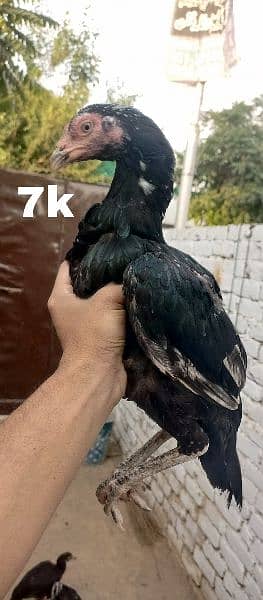 urgent Sale Top Quality Aseel homebreed birds 1