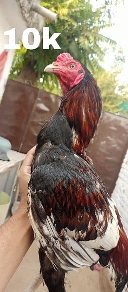 urgent Sale Top Quality Aseel homebreed birds 2