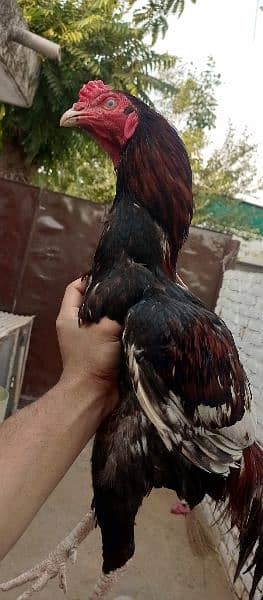 urgent Sale Top Quality Aseel homebreed birds 3
