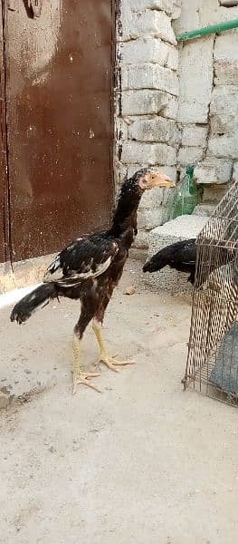 urgent Sale Top Quality Aseel homebreed birds 4