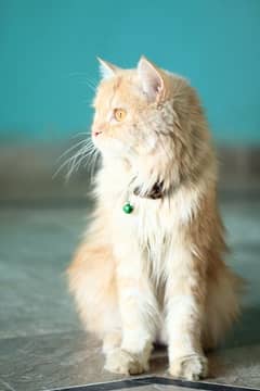 Persian cat triple coat