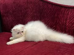 Persian female kitten,5 months old 0