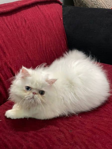 Persian female kitten,5 months old 1