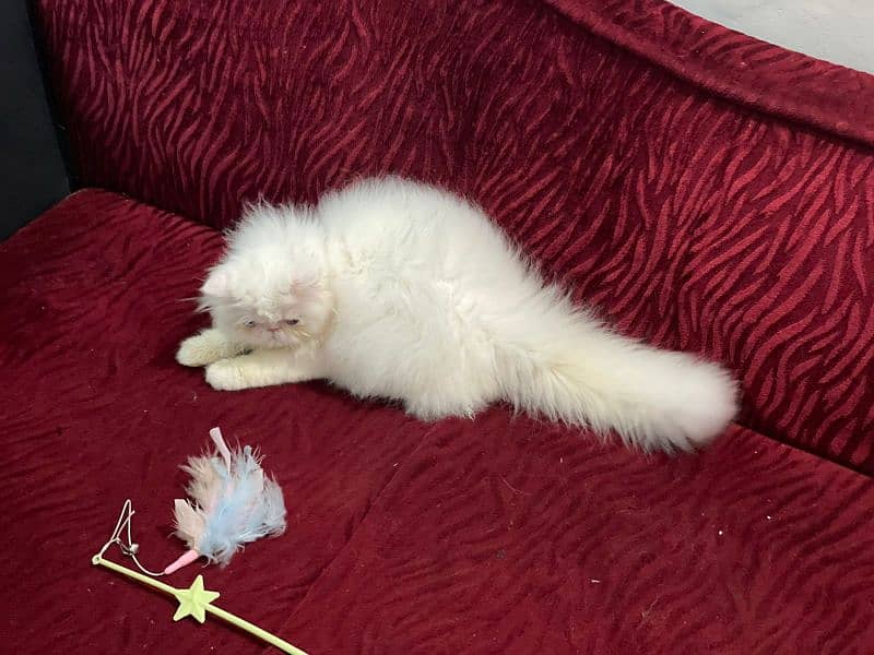 Persian female kitten,5 months old 2