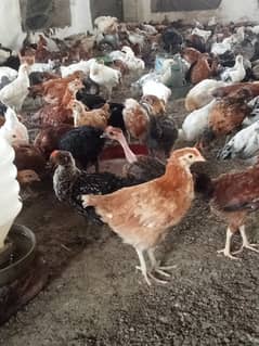 Desi hens in Jhelum vicinited for sale