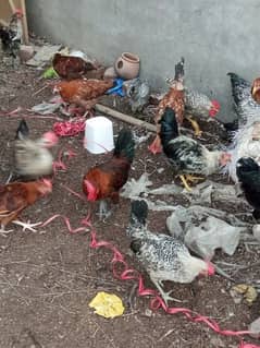 healthy and active male female hens