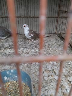 paied dove and java