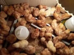 Lohman Brown Chicks | Golden Misri chicks | Hens