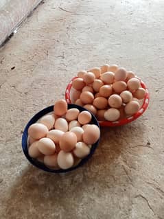 Desi hen for eggs vicinited in Jhelum Pakistan