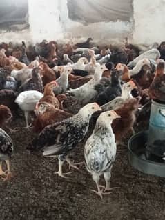 Desi hen for eggs vicinited in Jhelum Pakistan