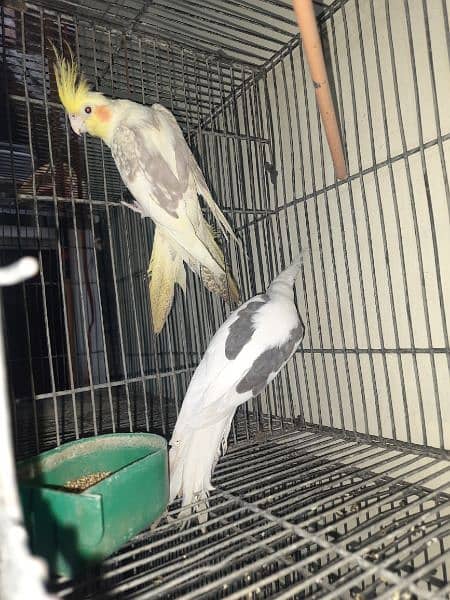 Breeder Cockatiel 10 pairs 1