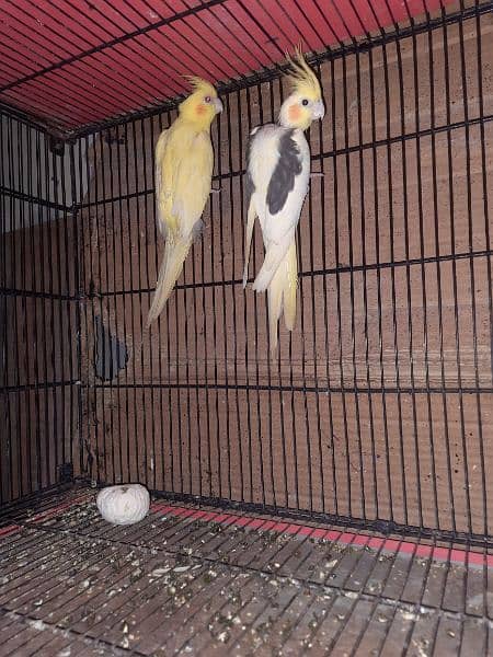 Breeder Cockatiel 10 pairs 2