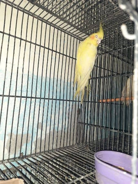 Breeder Cockatiel 10 pairs 7