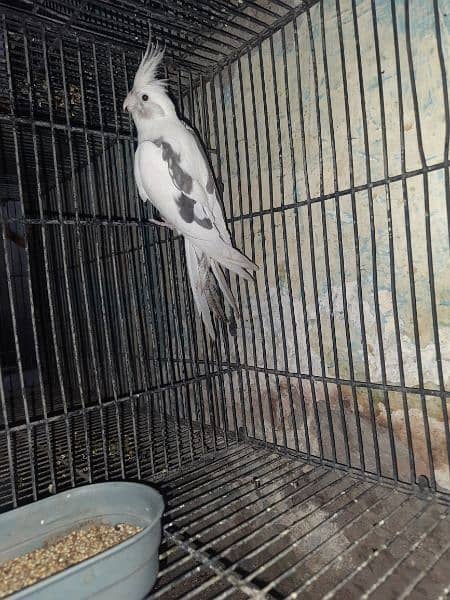 Breeder Cockatiel 10 pairs 8