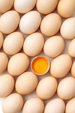 muska, bengum, hera, fancy high quality 100% fertile eggs available