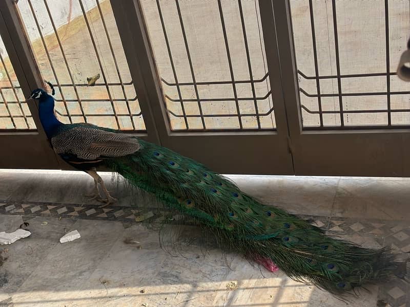 peacock pair for sale 3