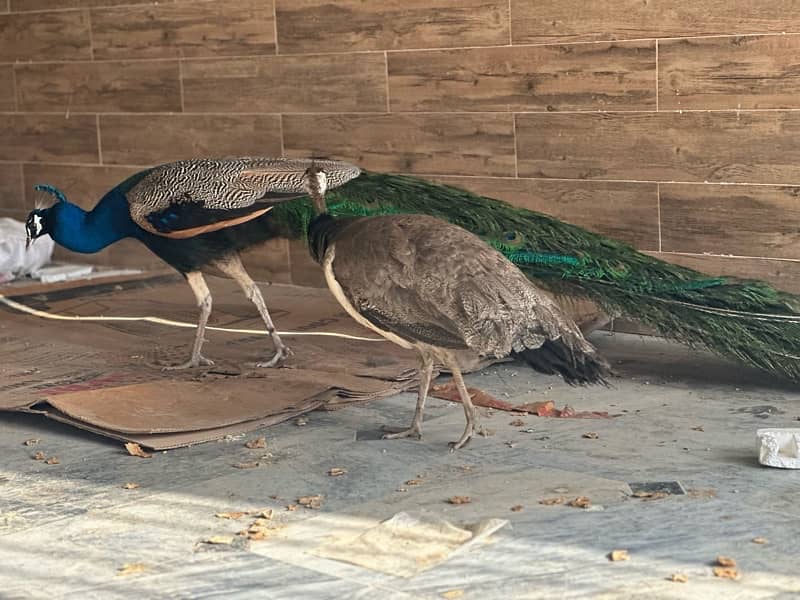 peacock pair for sale 5
