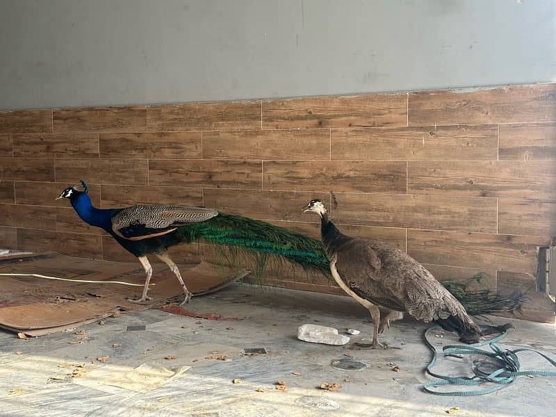 peacock pair for sale 7