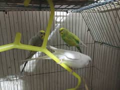 3 Pcs Budgies For Sell