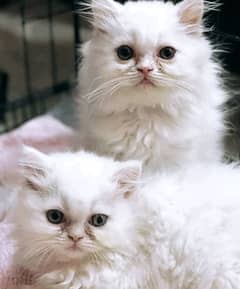 Persian kittens triple coated available