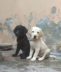 Top quality Female Labrador puppies available for sale