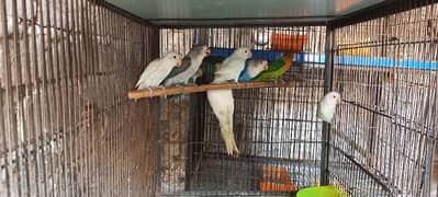 breeder murga+ Lovebirds
