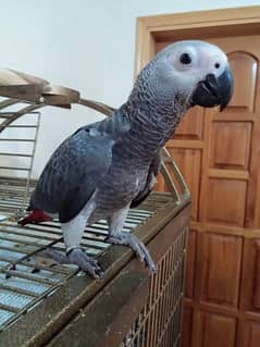 03238107169cal wathsap African grey parrot chiks urgent for sale