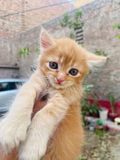 Persian Cat Brown Color For Sale