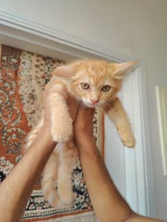 Persian kittens urgent sell