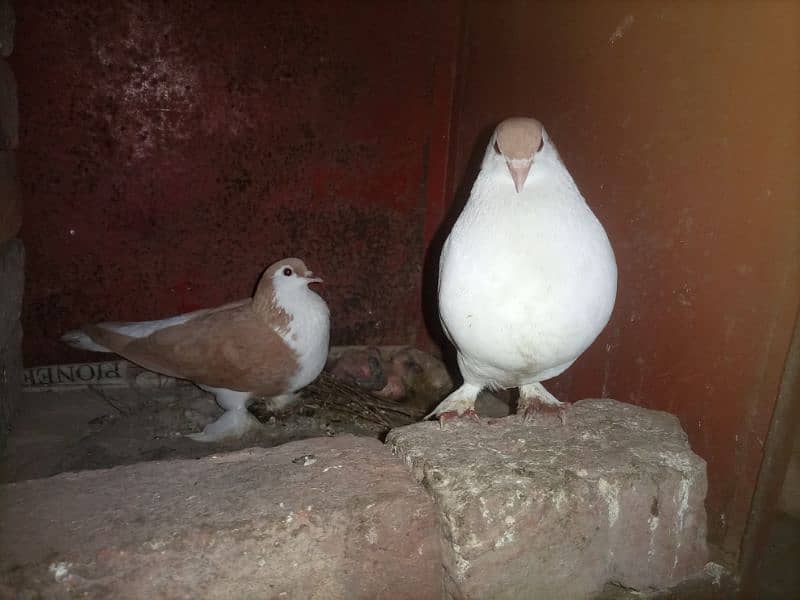 Breeder pairs healthy and active with chicks  1400/ piece 1