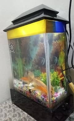 Fish Aquarium with fishes & accessories 0