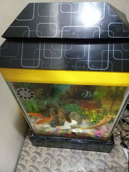 Fish Aquarium with fishes & accessories 1